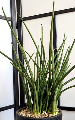 A comprehensive plant care guide for Dracaena Angolensis