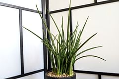 A comprehensive plant care guide for Dracaena Angolensis