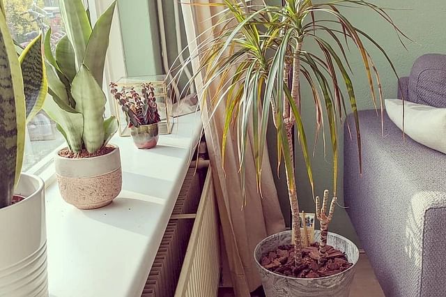 Dracaena close to a window