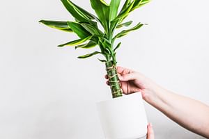 Dracaena deremensis