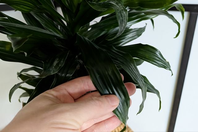 dracaena-fragans-leaf.jpg