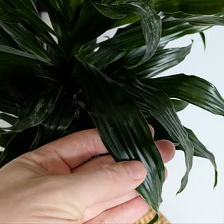 Read a plant care guide