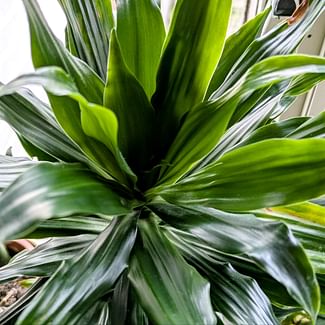 Read a plant care guide