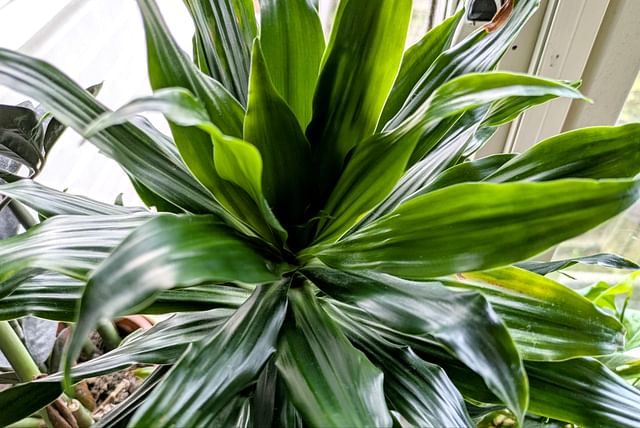 dracaena-fragans-light.jpg