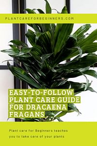 Easy-to-follow plant care guide for Dracaena Fragans