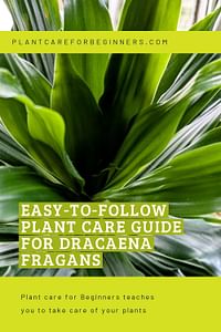 Easy-to-follow plant care guide for Dracaena Fragans
