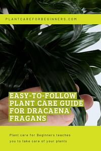 Easy-to-follow plant care guide for Dracaena Fragans