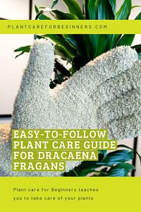 Easy-to-follow plant care guide for Dracaena Fragans