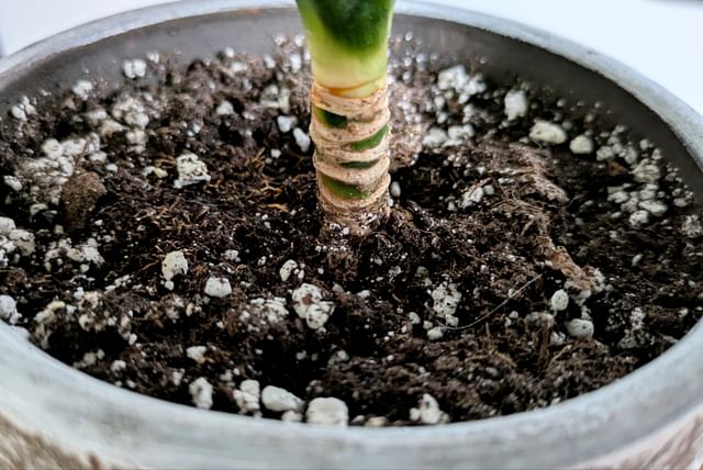 dracaena-fragans-soil.jpg