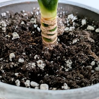 Read a plant care guide