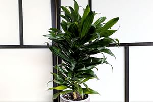 Easy-to-follow plant care guide for Dracaena Fragans