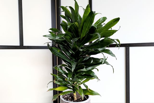 dracaena-fragans.jpg