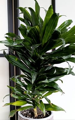 飞艇官方168全天计划,精准开奖直播,实时168体彩飞艇开奖网-Easy-to-follow plant care guide for Dracaena Fragans