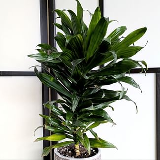 Read a plant care guide