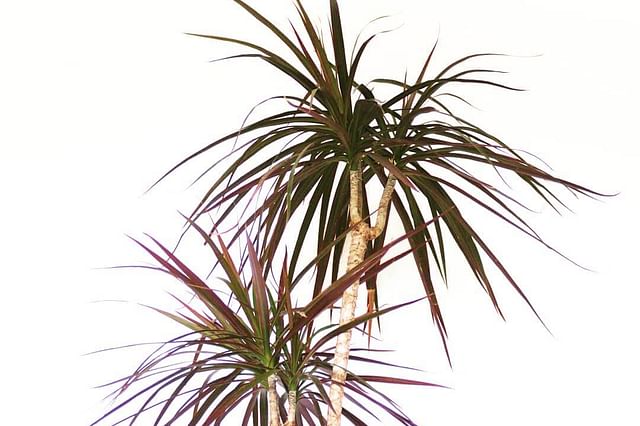Dracaena Marginata