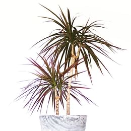 Dracaena