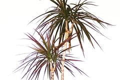 How to care for a Dracaena