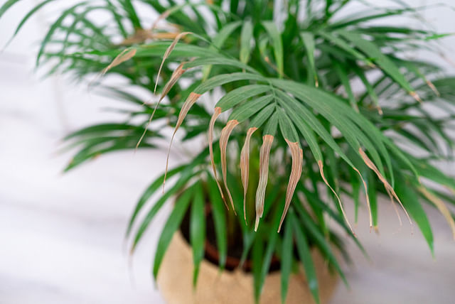 Dry leaves on a Parlor Palm