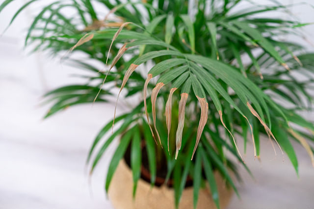 Underwatered parlor palm