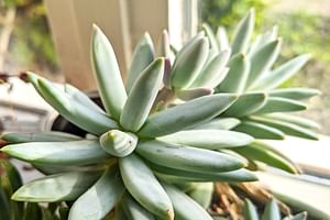 How to Take Care of an Echeveria: A Beginner's Guide