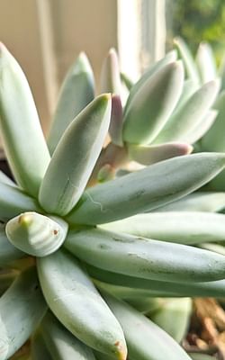 How to Take Care of an Echeveria: A Beginner's Guide