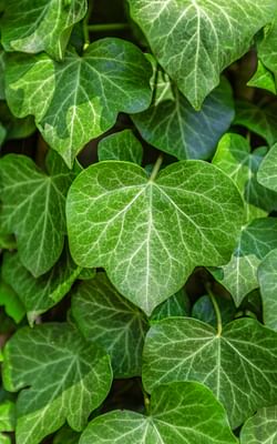 How to take care of an English Ivy