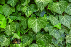 How to take care of an English Ivy