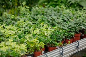 English Ivy