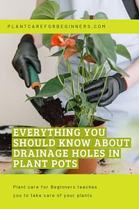 Everything you should know about drainage holes in plant pots