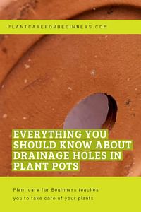 Everything you should know about drainage holes in plant pots