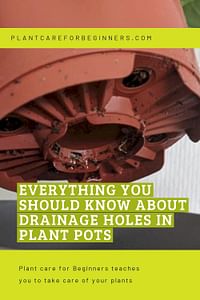 Everything you should know about drainage holes in plant pots