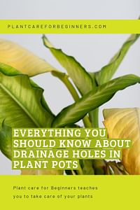 Everything you should know about drainage holes in plant pots