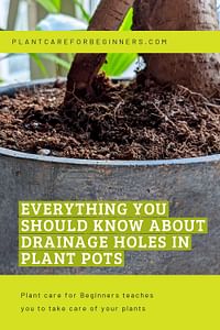 Everything you should know about drainage holes in plant pots
