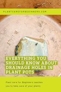 Everything you should know about drainage holes in plant pots