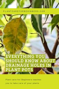 Everything you should know about drainage holes in plant pots
