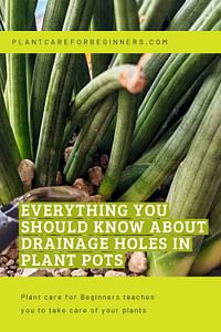 Everything you should know about drainage holes in plant pots