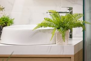 Boston Fern