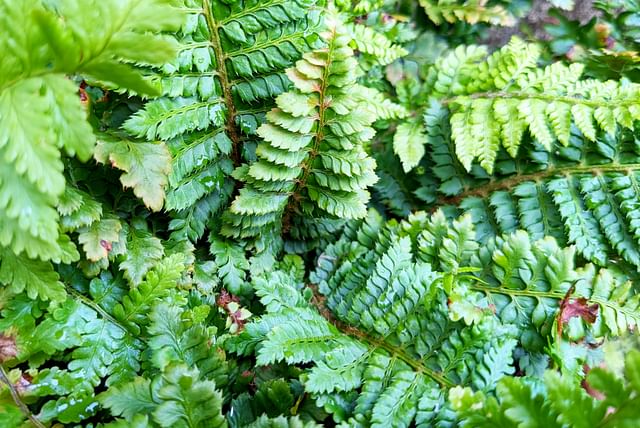 Fern with drops of water
