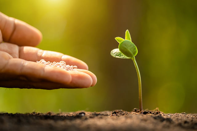 Fertilizing a growing plant