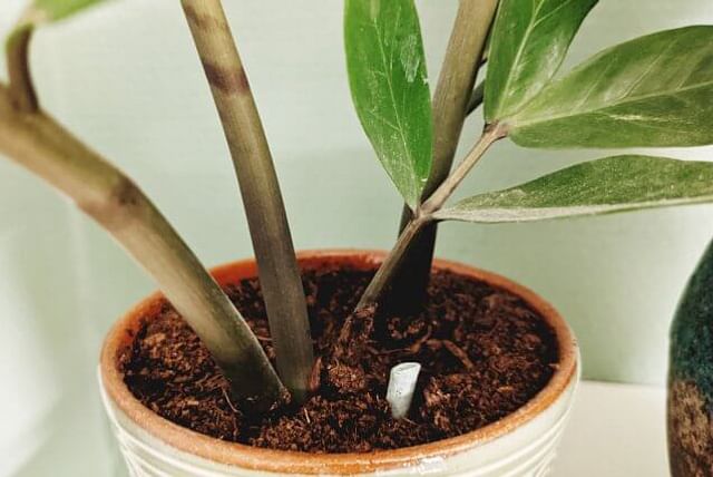 Fertilizing stick in soil