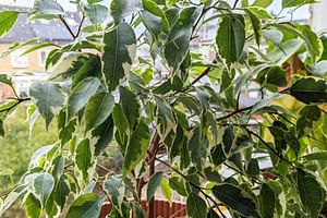 Plants in Your Bedroom: Good or Bad?