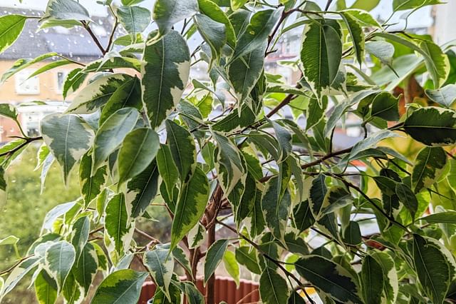 Ficus Benjamina in bedroom