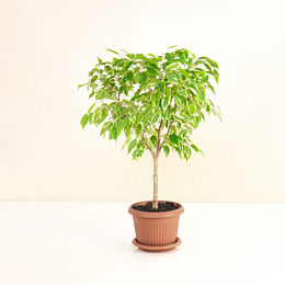 Ficus Benjamina