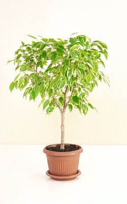 How to care for a Weeping Fig (Ficus Benjamina)
