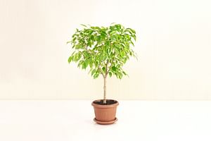 How to care for a Weeping Fig (Ficus Benjamina)