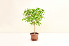 How to care for a Weeping Fig (Ficus Benjamina)