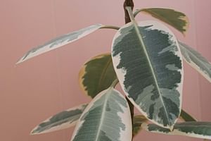 How to care for a Ficus Elastica (Rubber Tree)