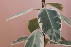 How to care for a Ficus Elastica (Rubber Tree)