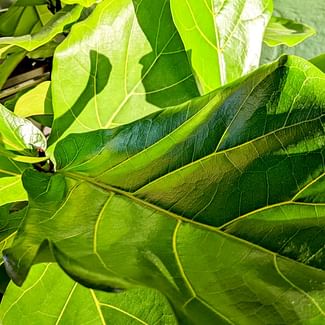 Read a plant care guide