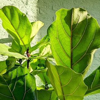 Read a plant care guide
